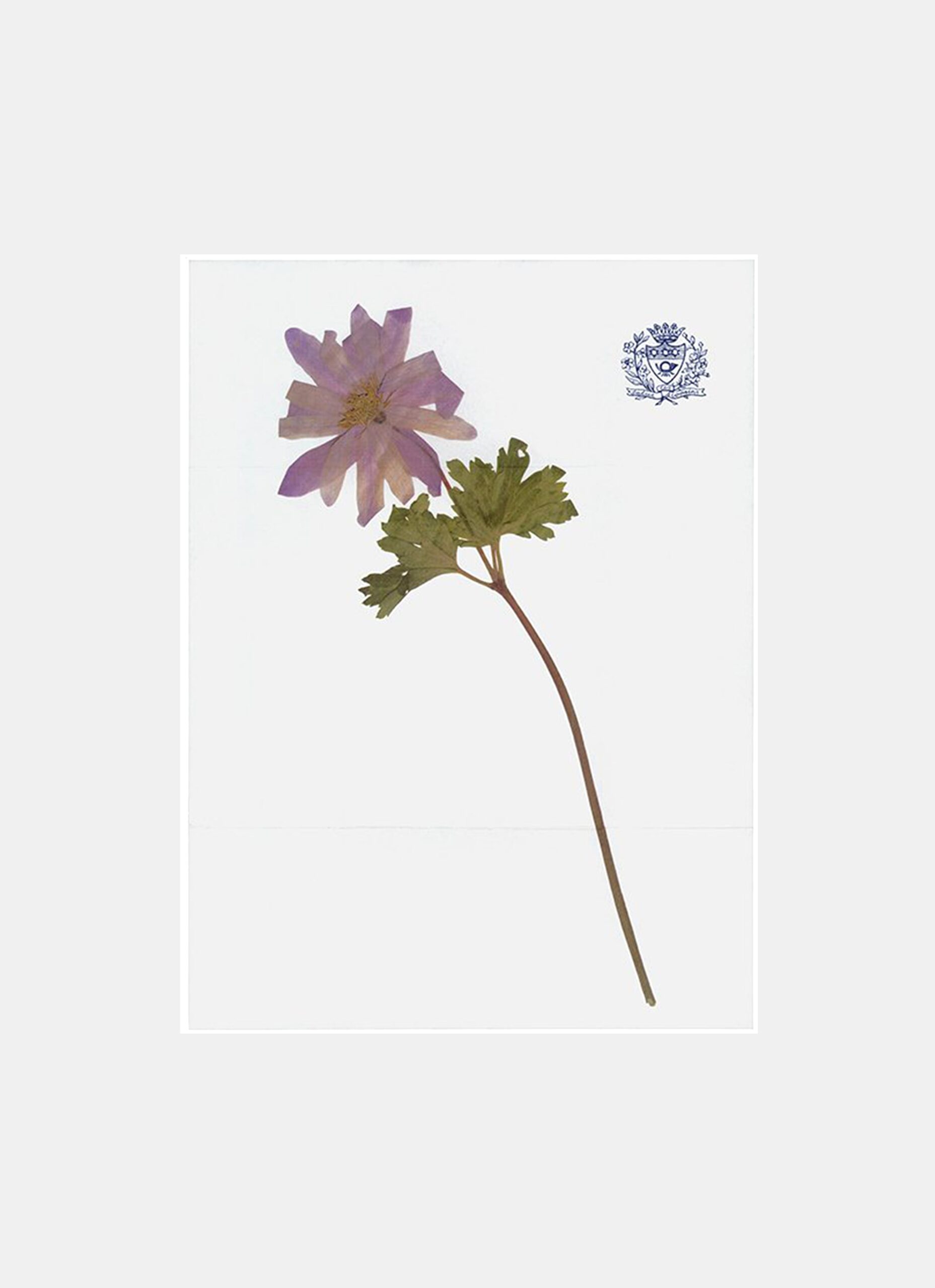 Le Pigeon Voyageur - Letter to fold - Greek Anemone