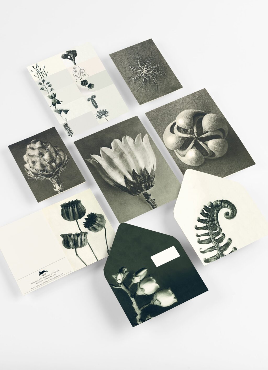 Wonders of Nature - Correspondence Set