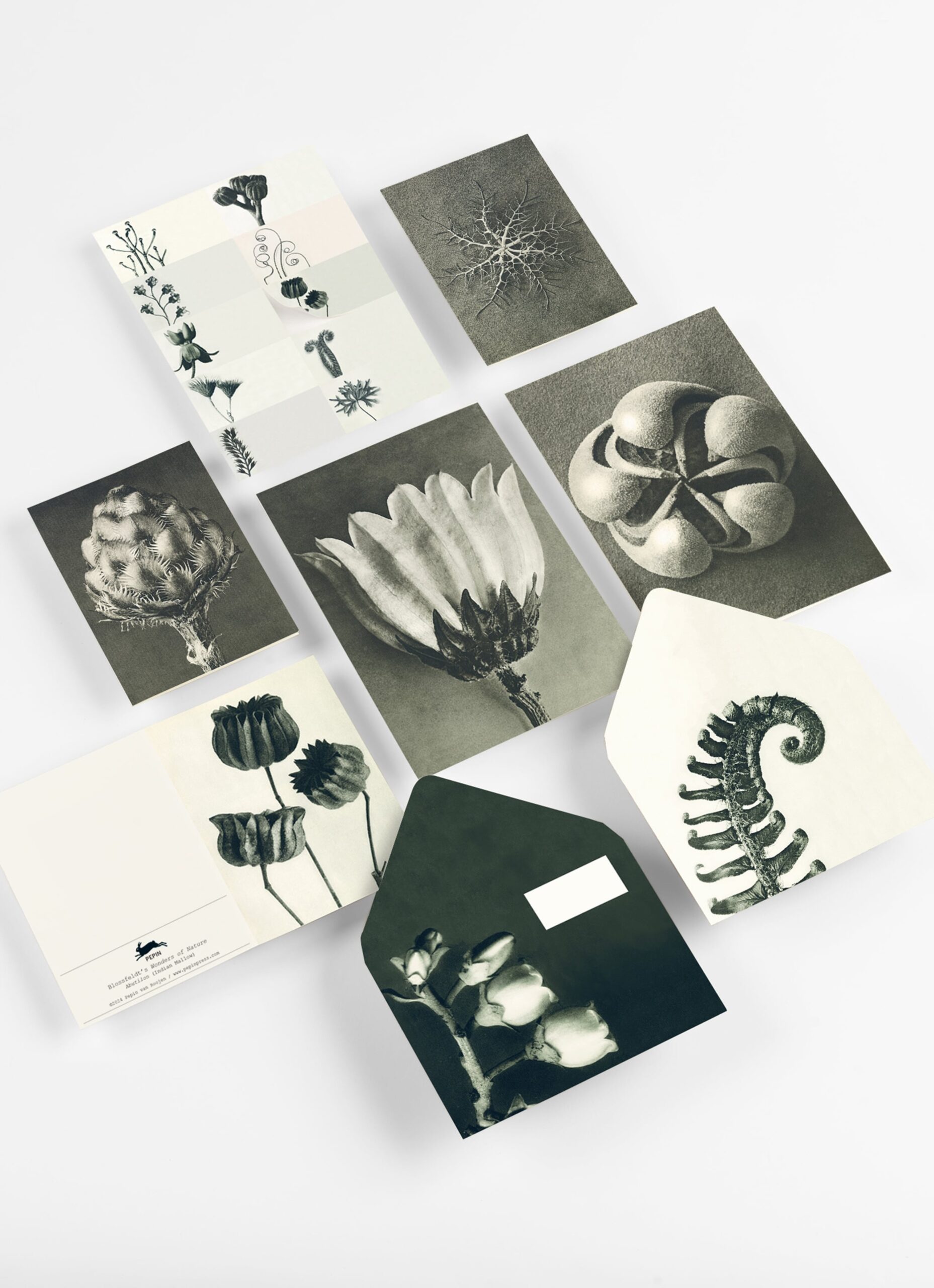 Wonders of Nature - Correspondence Set